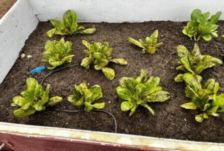 Vegetables grown by El Paso County Master Gardeners.