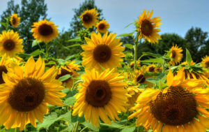 Photo of a field of sunflowers.
