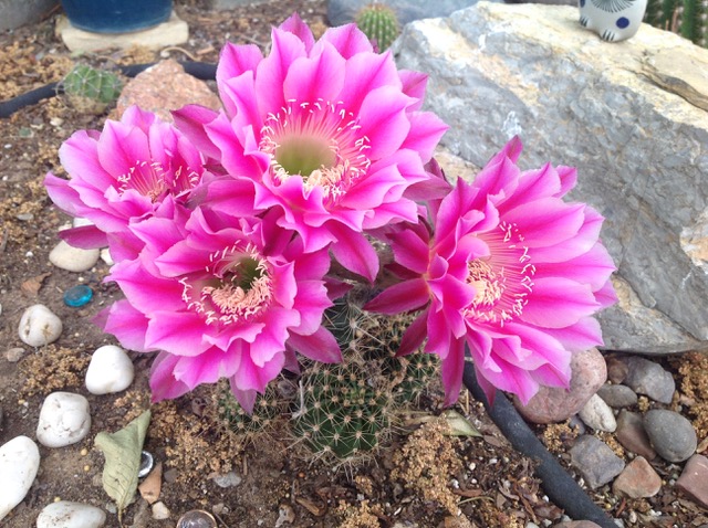 easter lily cactus-echinopsis ancistrophora