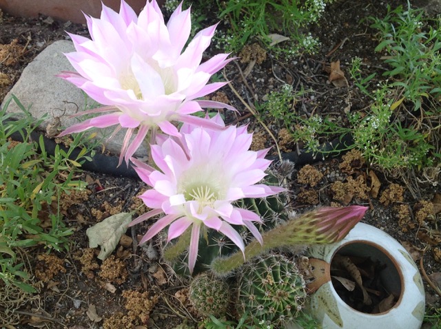easter lily cactus-echinopsis oxygona