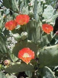 Credit: Prickly Pear (Opuntia spp.) by Alice Parra, El Paso Master Gardener