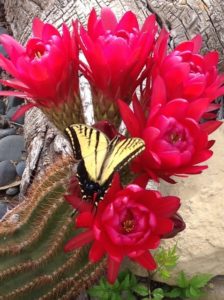 Credit: Torch Cactus with Butterfly by Alice Parra, El Paso Master Gardener