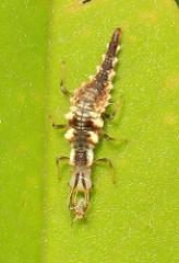 Lacewing Larva [aka Aphid Lion] with Prey