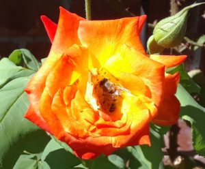 Photo credit: Bee on Piñata Rose by Marlene Stalker, El Paso Master Gardener