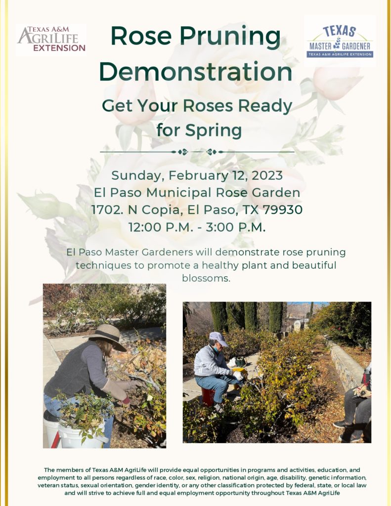 El Paso Master Gardeners will demonstrate rose pruning techniques to promote a healthy plant and beautiful blossoms.