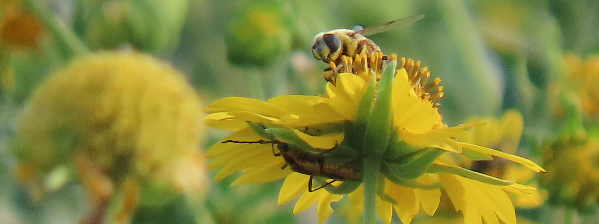 Bee on yellow flower