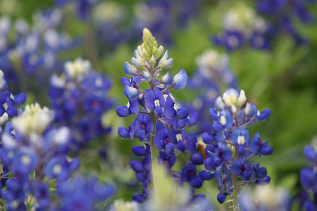 bluebonnets-g9a4ec192a_1920