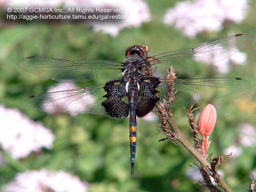 Differences Between a Devil's Darning Needle & a Dragonfly