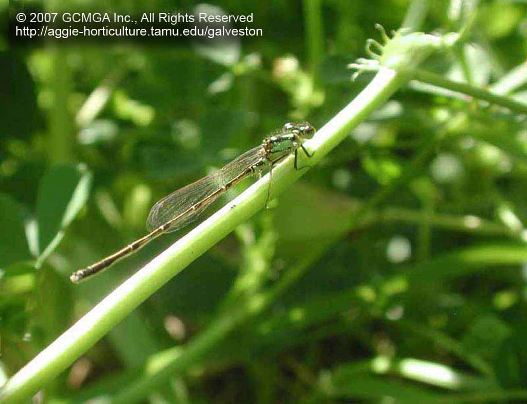 beneficial-12B-GCMGA10212_damselflies