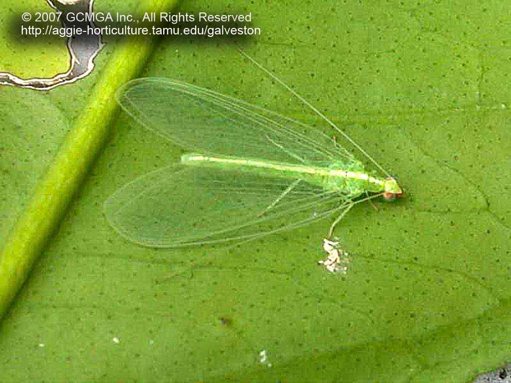 Green Lacewing Eggs For Sale
