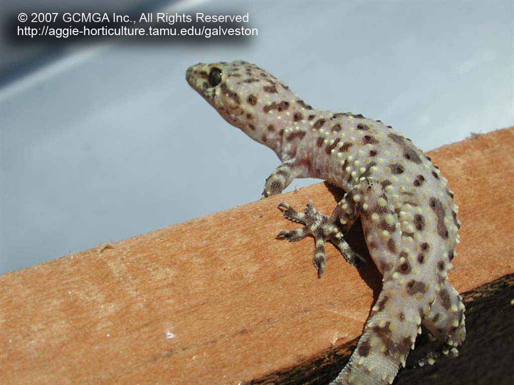 beneficial-17A-GCMGA4114_gecko-lizard