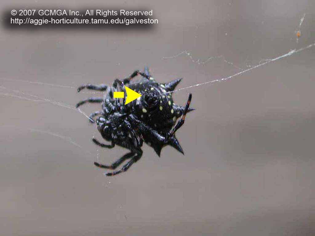 beneficial-23C-GCMGA18851_spiny_orb_weaver (1)