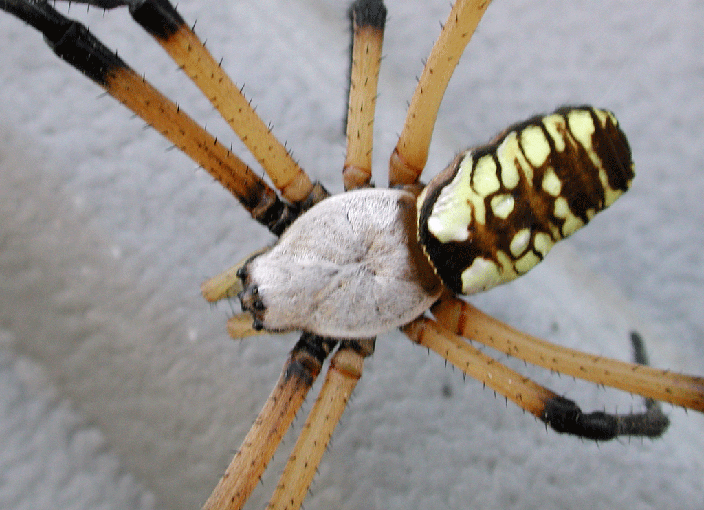 beneficial-24E-GCMGA2049_argiope-spider(1024×742)