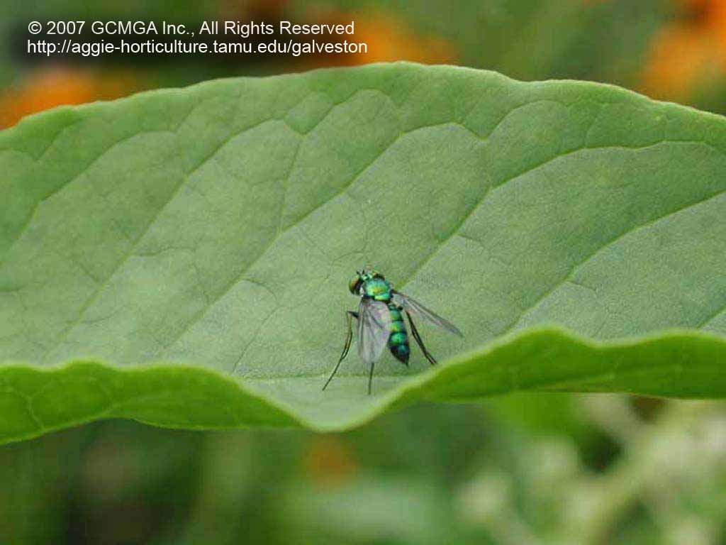 beneficial-25A-GCMGA18722_long-legged-fly
