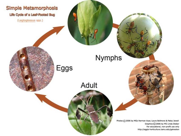 Insect Metamorphosis - Galveston County Master Gardeners