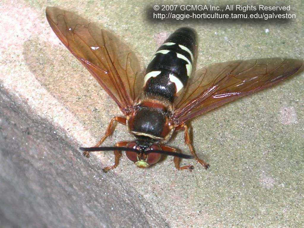 beneficial-03A-GCMGA1552_cicada_killer