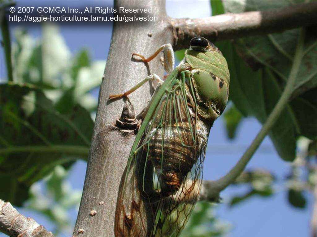 beneficial-03D-GCMGA0627_cicada_killer