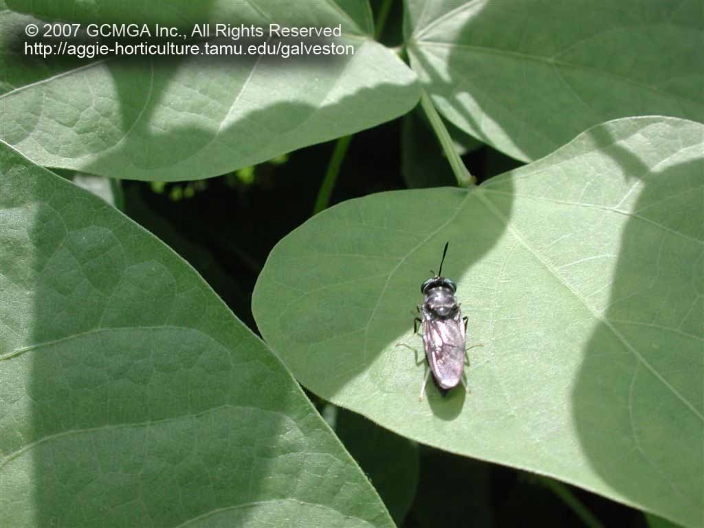 beneficial-51A-GCMGA9070_black_soldier_fly