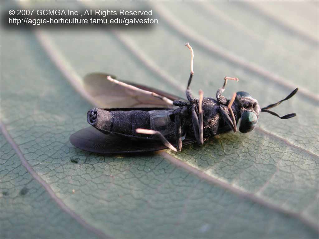 beneficial-51D-GCMGA14283_black_soldier_fly