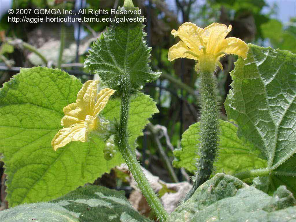 beneficial-64A-GCMGA9041_cucumber_flower
