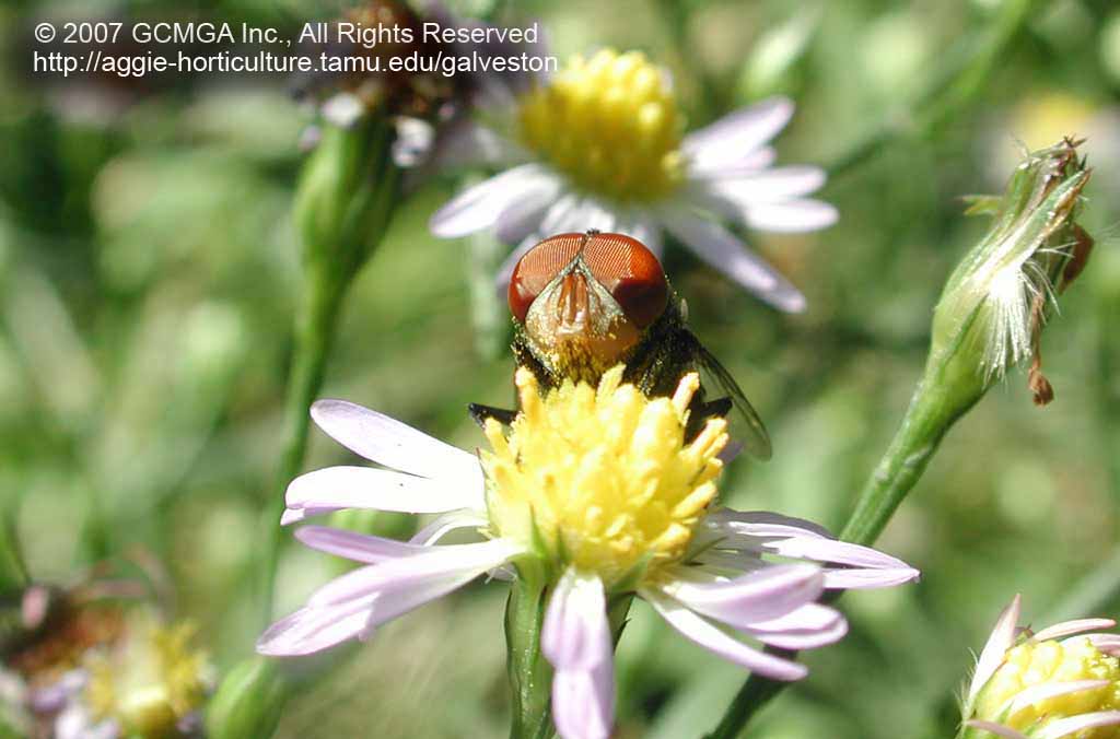 beneficial-68F-GCMGA17707_fly_pollinator(1024px)