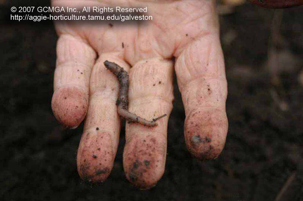 Science Trek, Soil: Extraordinary Earthworm