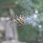 Argiope Spider, insect predator
