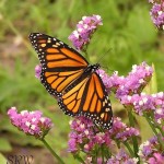 Monarch, Female