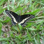 Black Swallowtail, Male