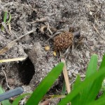 Female Wolf Spider carrying young