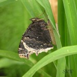 Mourning Cloak, ventral view