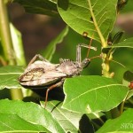 Wheelbug, Arilus cristatus, insect predator