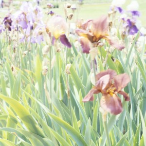 Bulk Best Bet Reblooming German Iris
