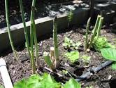 Asparagus spears emerging from raised garden bed