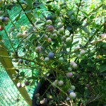 Blueberries ripening on bush