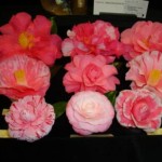 photo of a variety of Camellia blooms