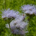 close up photo of blue Gregg"s Mist Flower blooms