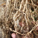 Nematodes on plant roots