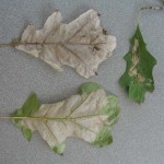 Skeletonized Oak Leaves