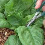 spinach growing