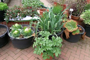 Vegetables Growing in Pots
