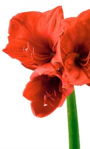 red amaryllis bloom photo