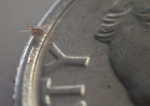 chigger on edge of dime coin to show size