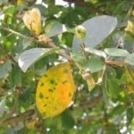 crape myrtle with cercospora leaft spot