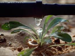 closeup of drip irrigation system watering a plant