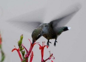 humming bird drinking from Hummingbird bush bloom