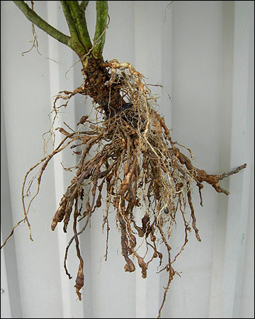 photo of tomato plant with root-knot nematodes
