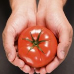 ripe tomatoe