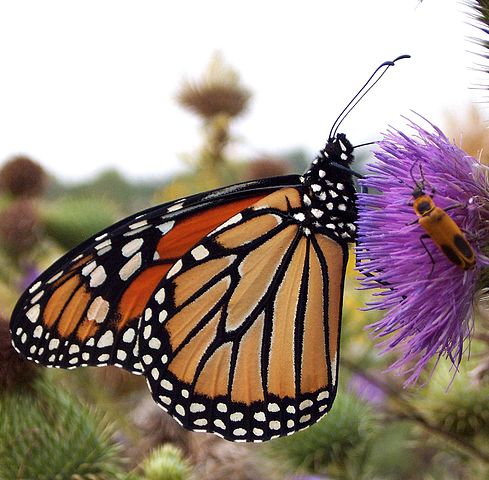 Monarch Butterfly BEST side View