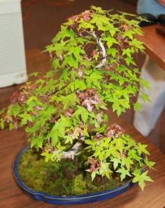 March 20 Maples Thrive in Texas3jpg